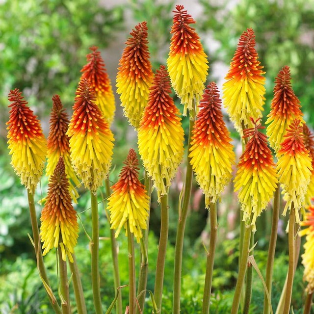KNIPHOFIA FLAMING TORCH – Red Hot Poker Plant – 2 Plants – Perennial