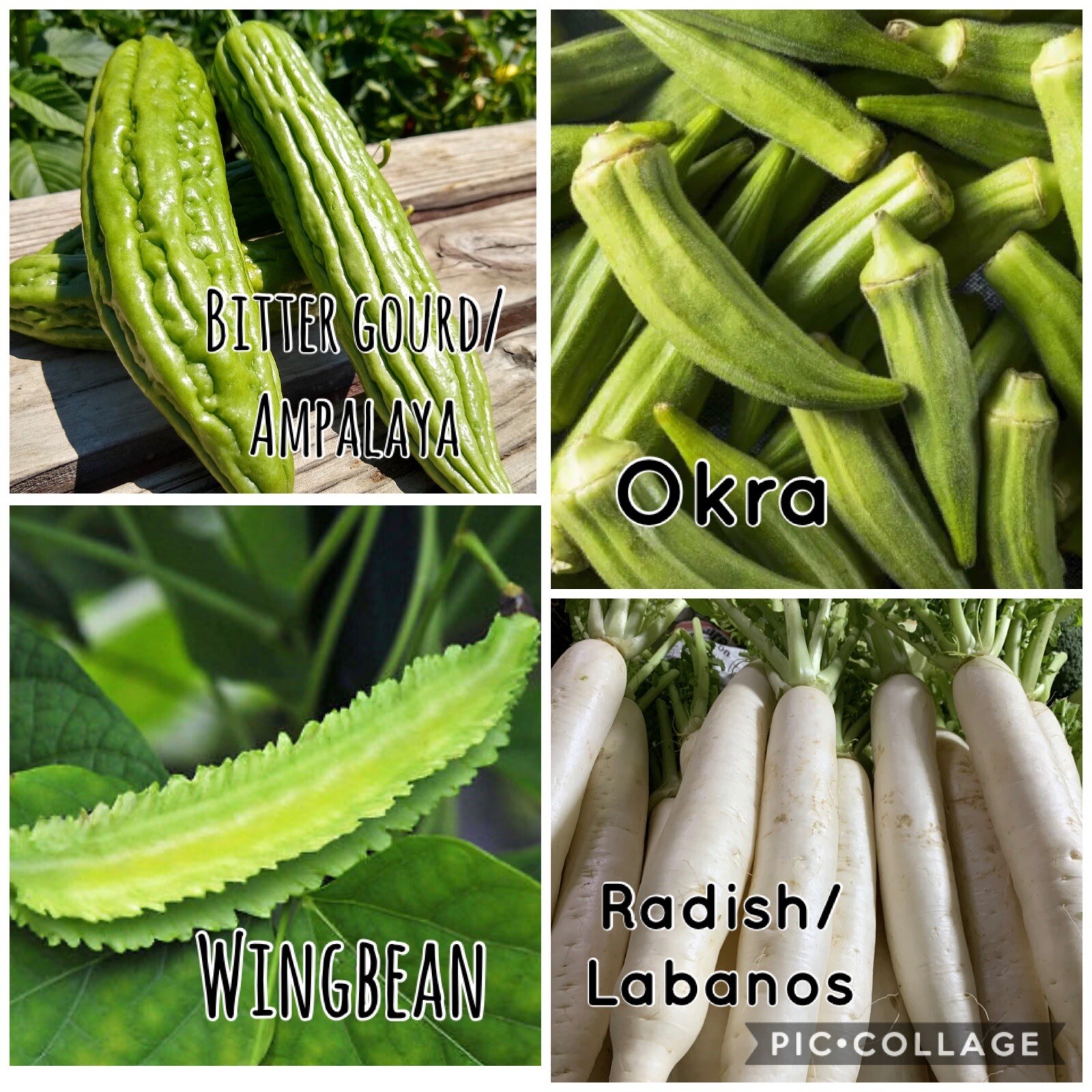 15 Packet Asian / Filipino SEEDS Bundle | Planting Instruction Included