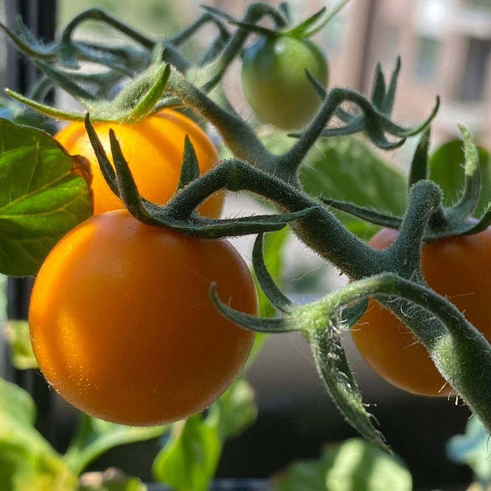 19 Oz. Yellow Cherry Tomato Plant (2-Pack)