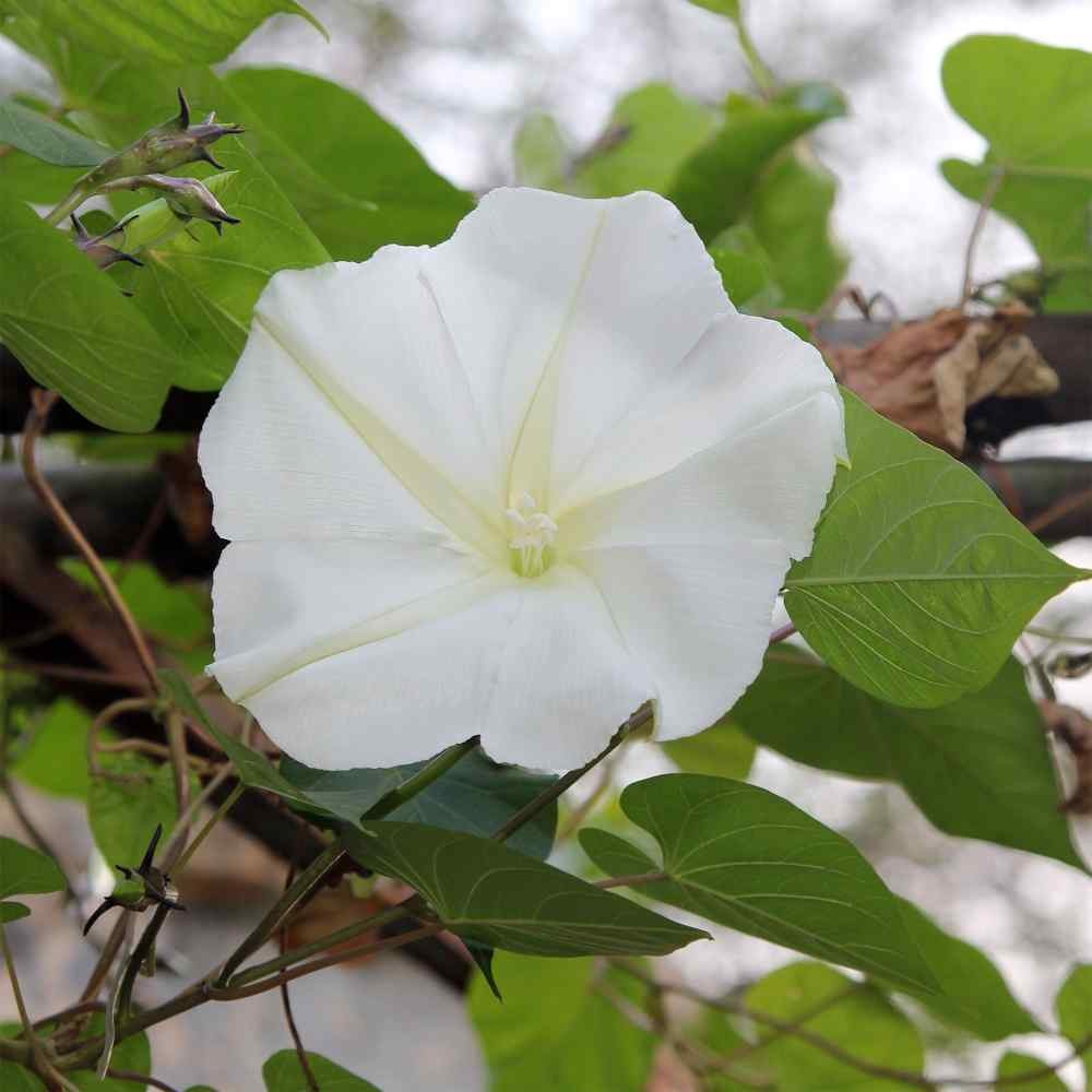 100 Seeds Moonflower Seeds – Moon Vine Ipomoea Alba Flower Seed