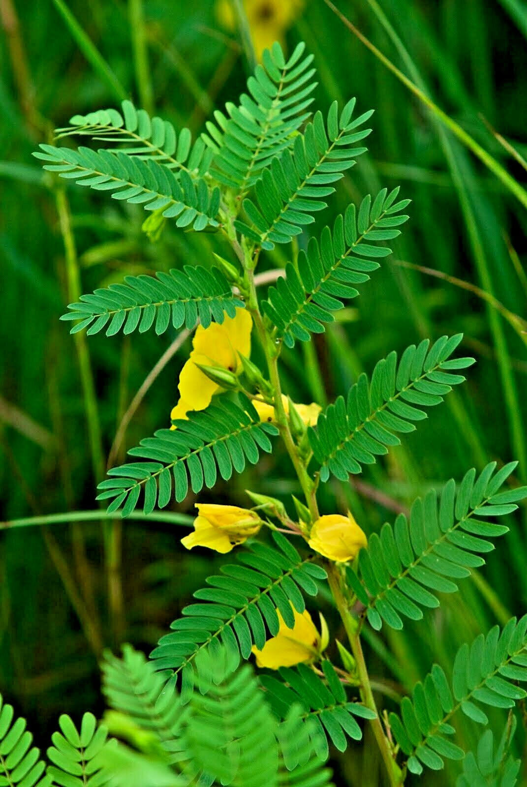 200+ PARTRIDGE PEA Seeds Native Wildflower Fall Food Source Turkey Deer Birds