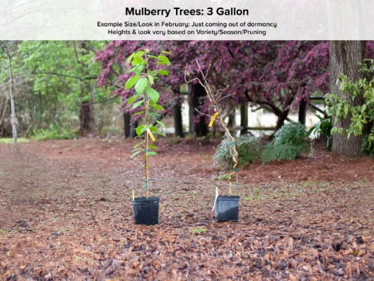 Morus ‘Pakistan’ (Mulberry) 4-5 gal, 3-4’ tall, No Ship to HI, CA, AK