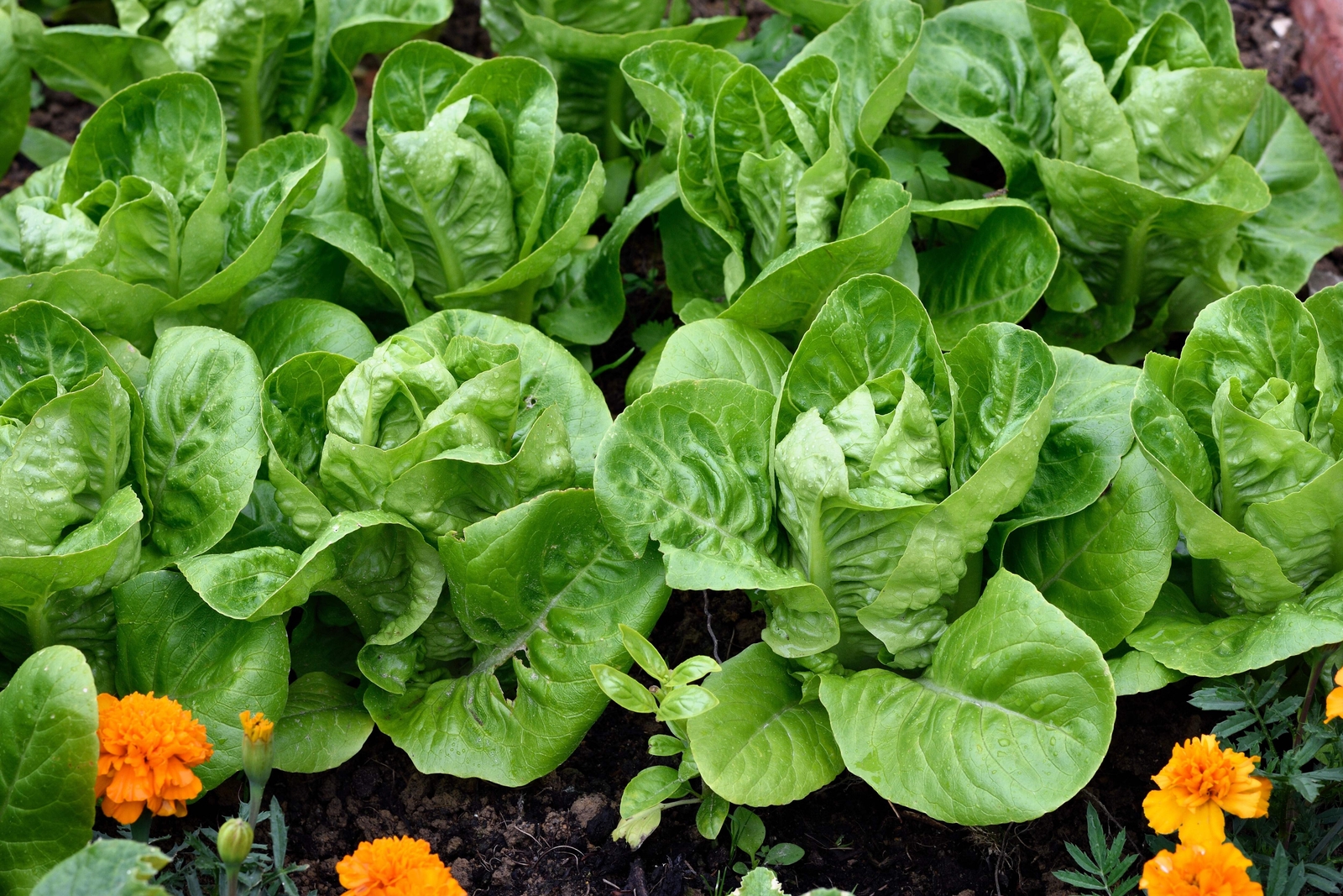 3000 LITTLE GEM LETTUCE Small ROMAINE Butterhead Lactuca Sativa Vegetable Seeds