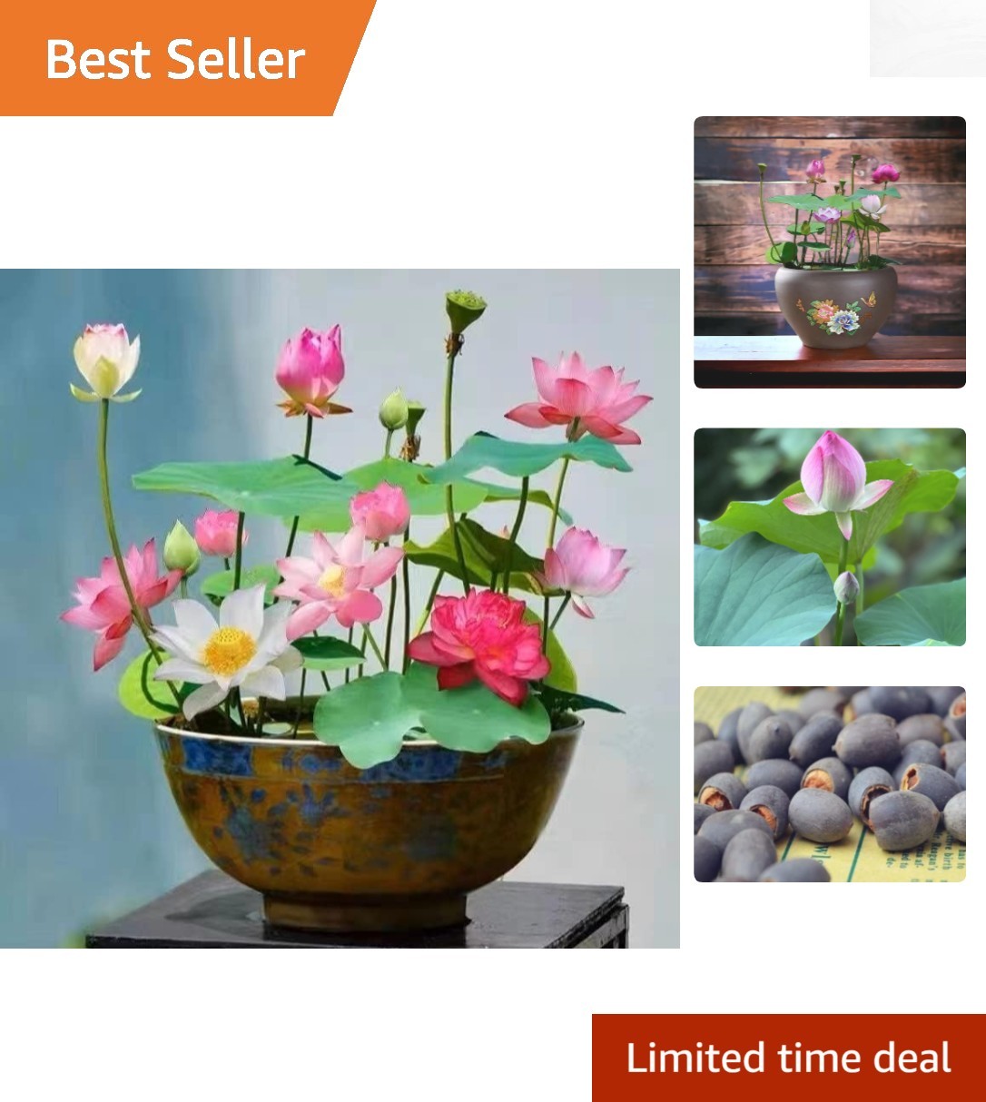 Bonsai Lotus Seeds – 10pcs Mixed Colors for Stunning Indoor & Outdoor Beauty