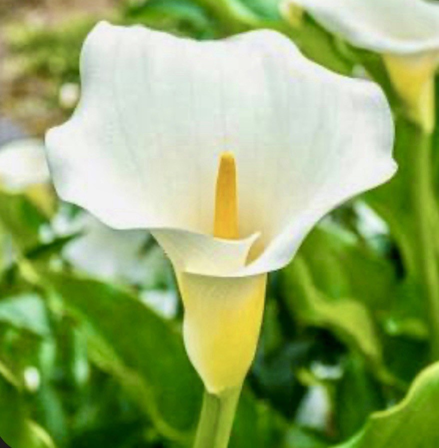 Zantedeschia Aethiopica Calla Lily WHITE Florist 5 Live 2” Flower Plant Bulbs