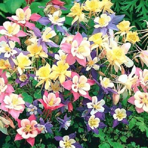1,000 – 5,000 Heirloom Mixed Colors Dwarf Columbine Seeds Perennial Aquilegia