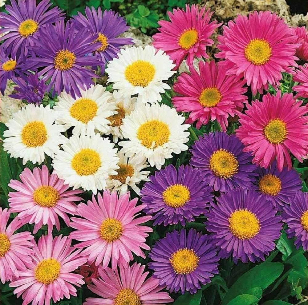 Aster Flower Seeds, Rainbow Aster Flower Seeds, “COOL BEANS N SPROUTS” Brand.