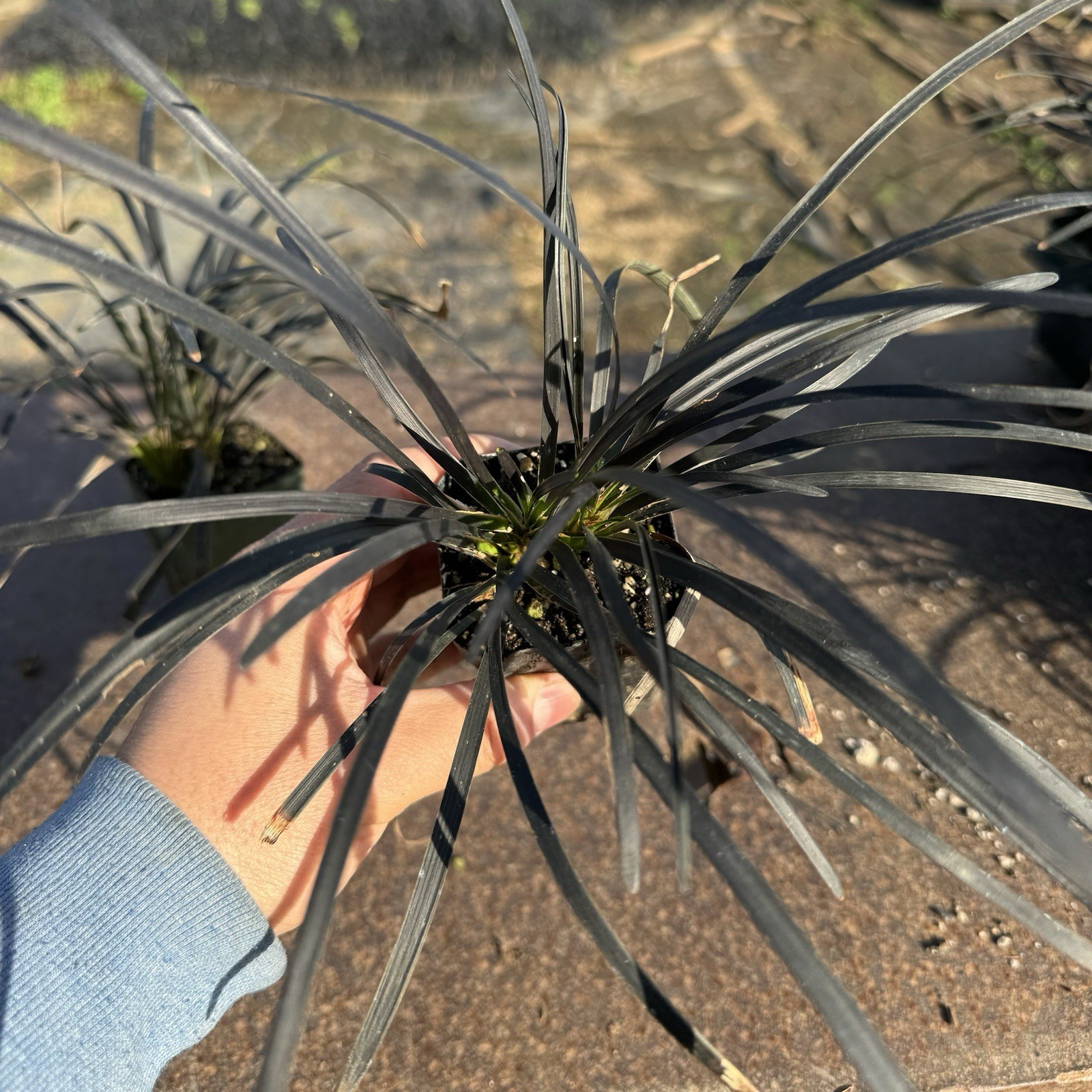 2 IN PACK, Black Mondo Grass, Ophiopogon planiscapus ‘Nigrescens’,TWO LivePlantS