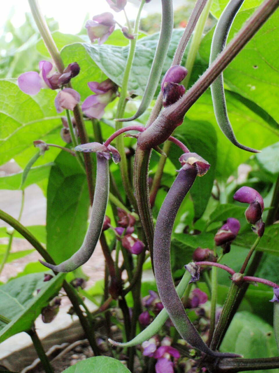 Royal Burgundy Bush Green Bean Seeds, NON-GMO, Stringless, FREE SHIPPING