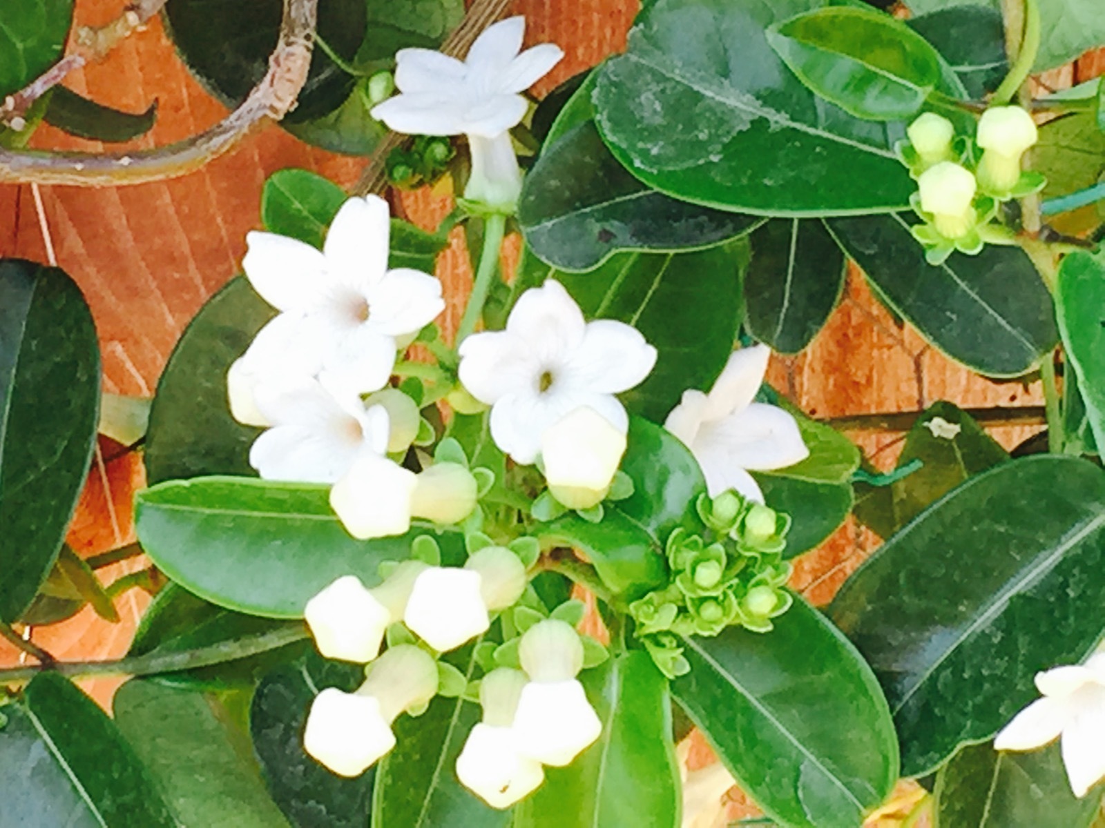 50 SEEDS – New harvest STEPHANOTIS FLORIBUNDA-Wedding Plant-Madagascar Jasmine