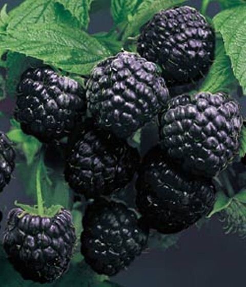 1 plant of “Black Delicious” a new Black Raspberry Rubus occidentallis