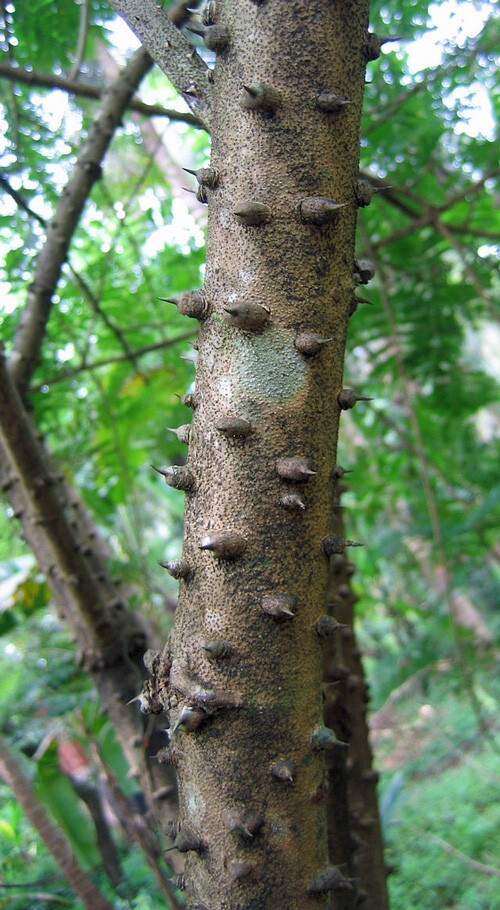 Caesalpinia sappan | Sappanwood | Brazilwood | 5 Seeds