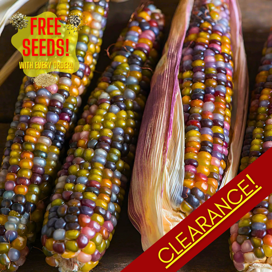 Fresh Premium Glass Gem Popcorn Plant Seeds | Heirloom Non-GMO | Vegetable Seeds