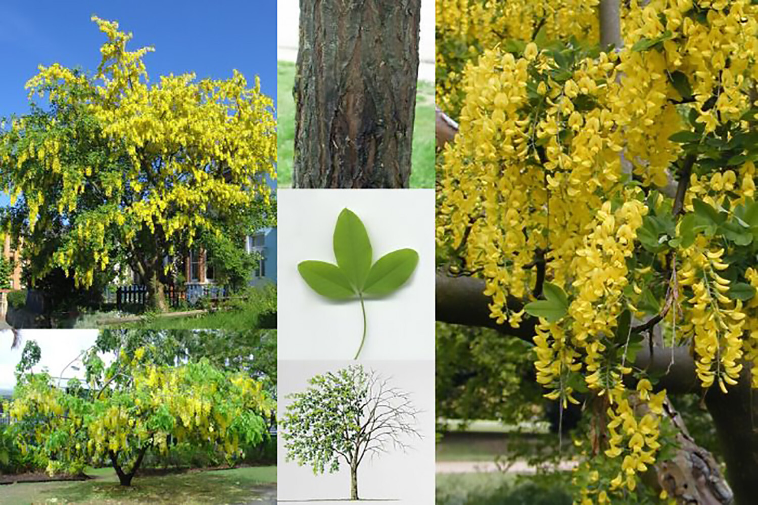 Lovely Golden Chain Tree, Laburnum anagyroides, Seeds (Showy, Hedge, Pergola)
