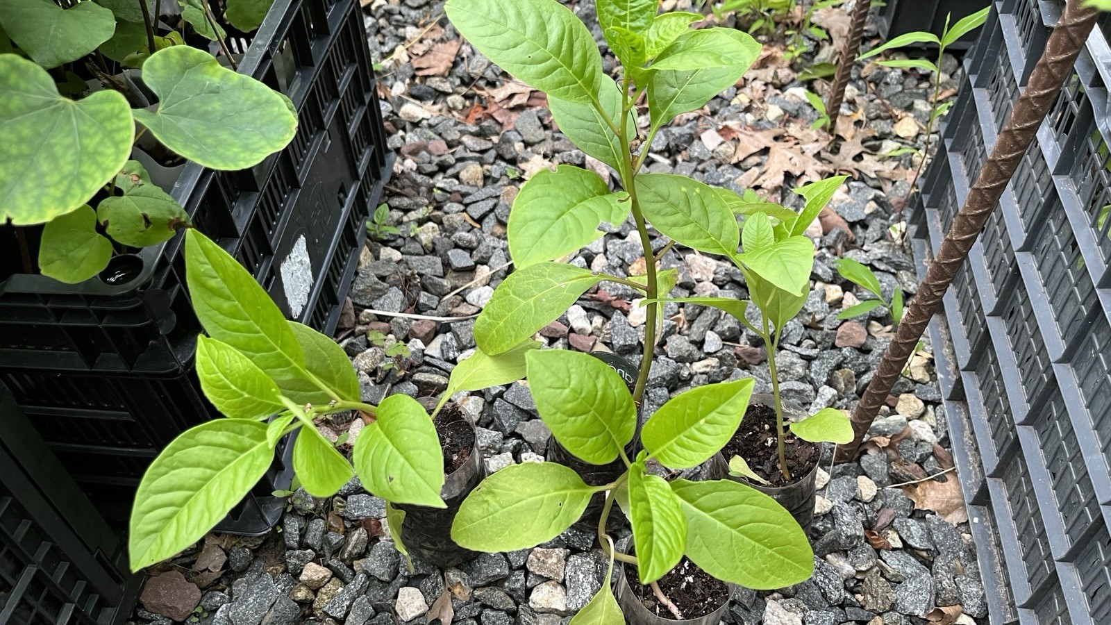 1 starter plant/root of Pokeberry or Pokeweed (Phytolacca americana)