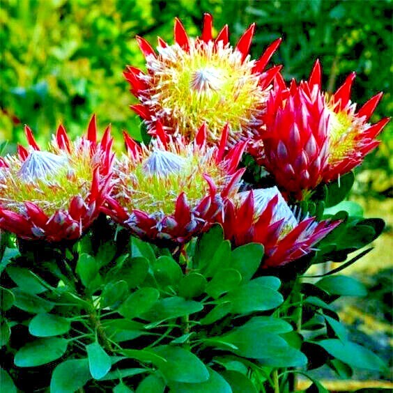 5 KING PROTEA CYNAROIDES SEEDS *GIANT 12″ FLOWERS* Rare Exotic Garden Plant