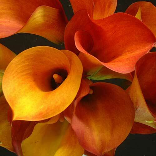 GIANT FLOWERING SNOWDROPS-GALANTHUS Flower Bulb Pretty Flowers, Check Our Store