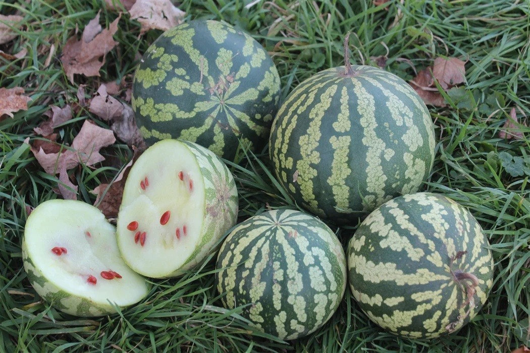 Citron Red Seeded Watermelon 10 – 50 – 200 Seeds 8-12 Month Shelf LIFE! Heirloom