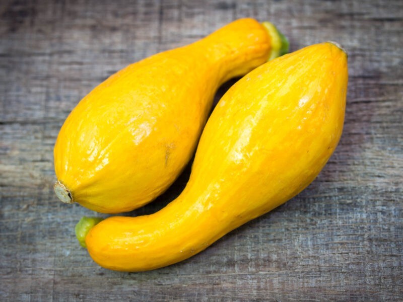 100+ Yellow Crookneck Squash Seeds – Golden Summer — Heirloom – NON GMO – FRESH