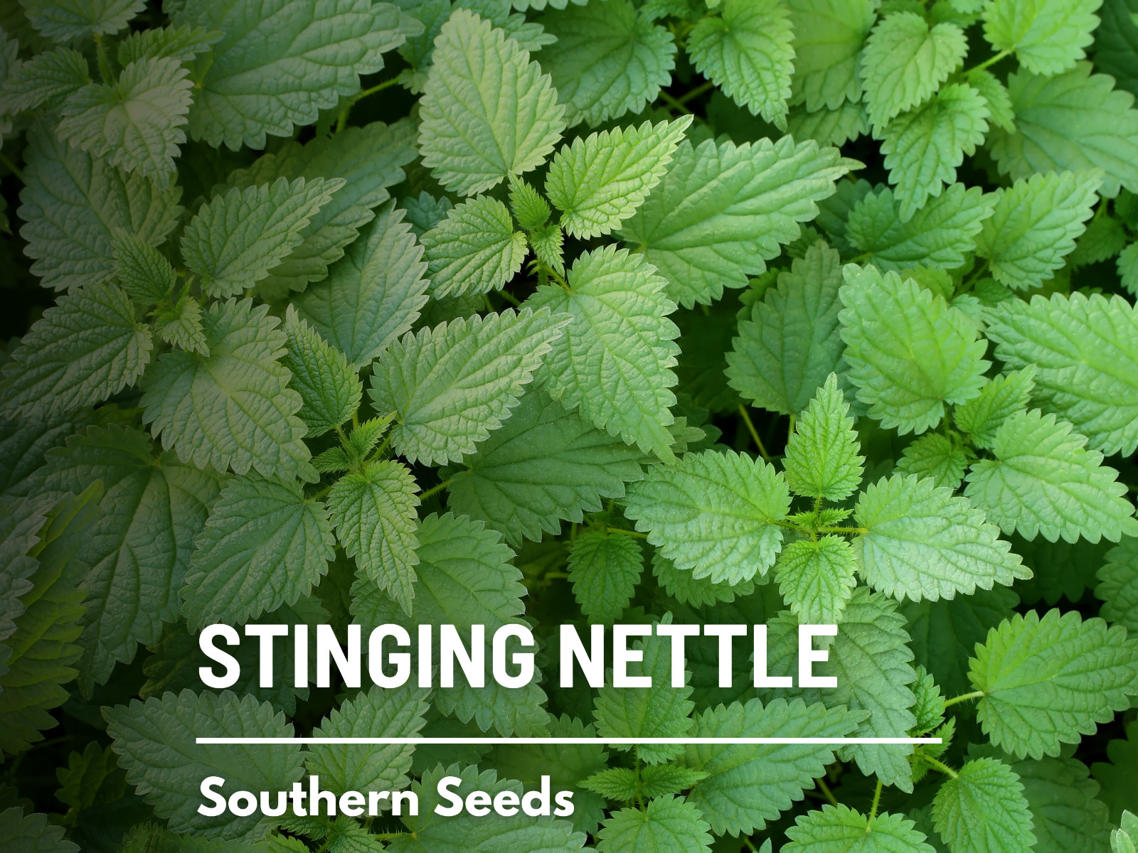 Stinging Nettle – 100 Seeds – Culinary& Medicinal Herb – GMO Free -Urtica Dioica