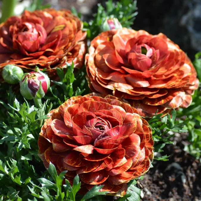 10 Ranunculus Flower Bulbs Cafe Corms Buttercup Peony Rose Florist Flowers Plant