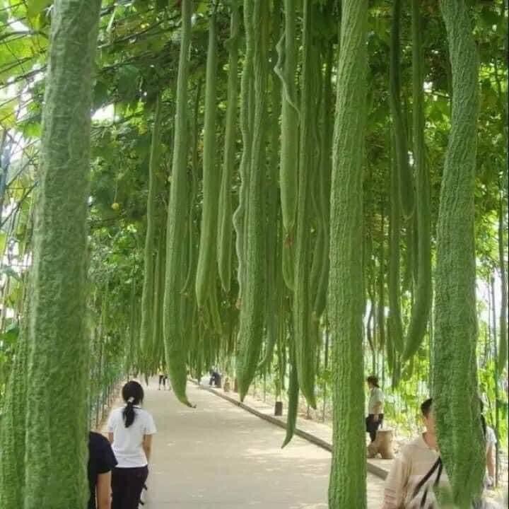Extra Long Luffa And Bitter Melon And Long Yard Bean 100 Seeds