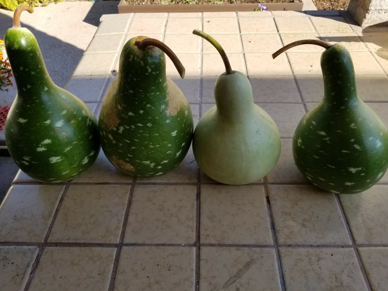100 Birdhouse Bottle / Speckled SWAN GOURD Lagenaria Organic Seeds US Grower