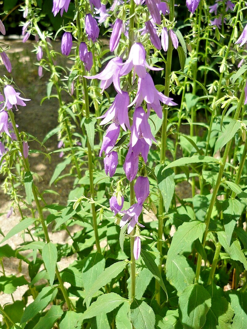 blue Rampion bellflower 200 seeds campanula rapuncloides, creeping bellflower
