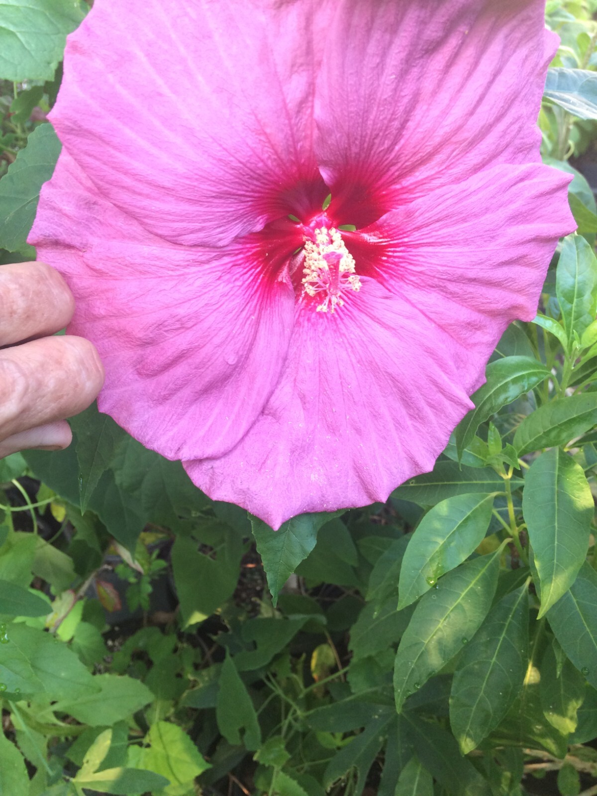 Hibiscus moscheutos | Pink Elephant | 10 Seeds