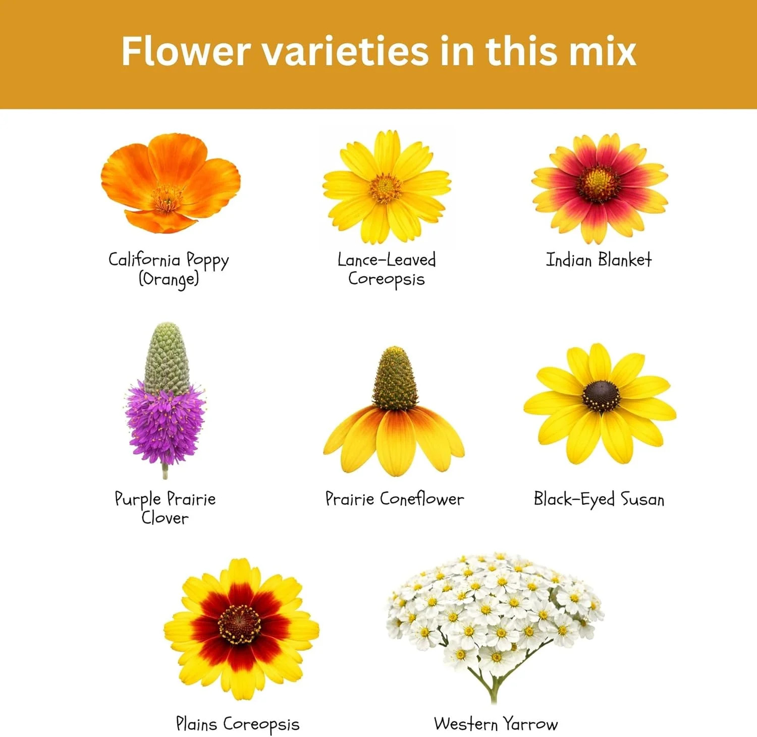 Drought Tolerant Wildflower Mix – 20,000+ Seeds – 1 oz Bulk Extra Large Resealab