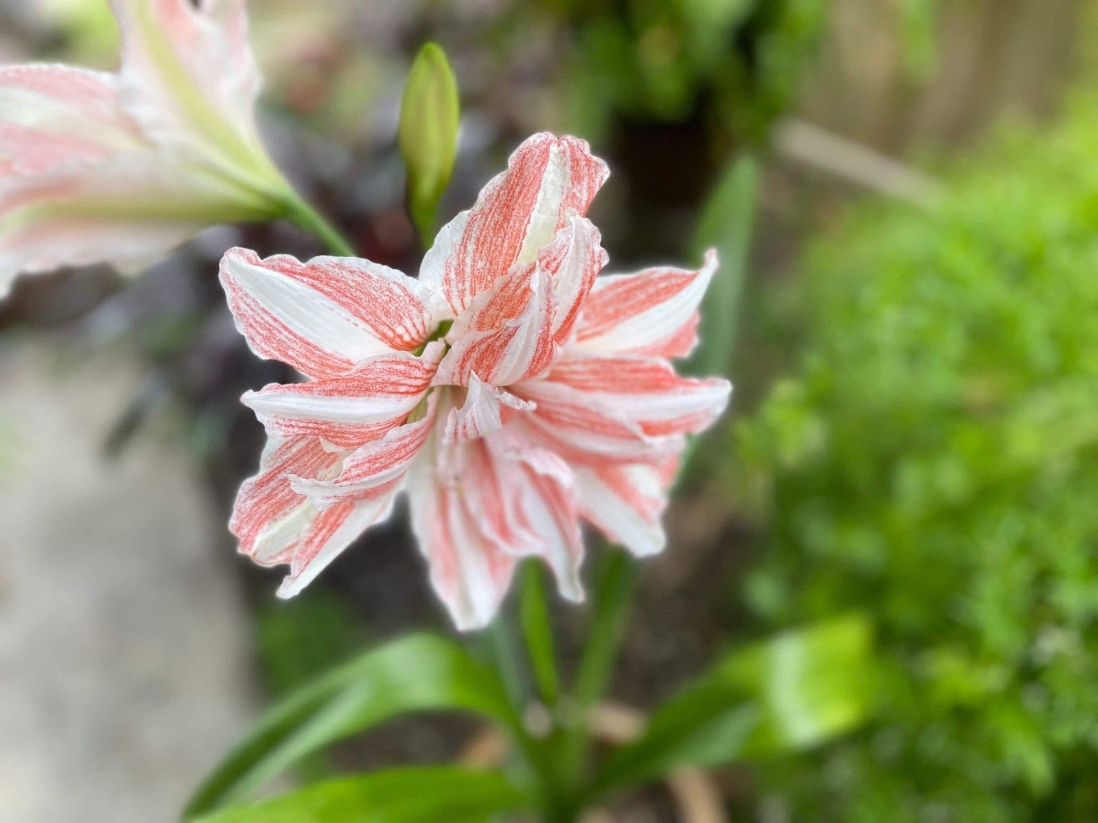Jumbo Amaryllis DANCING QUEEN 34/36 centimeters – US Seller