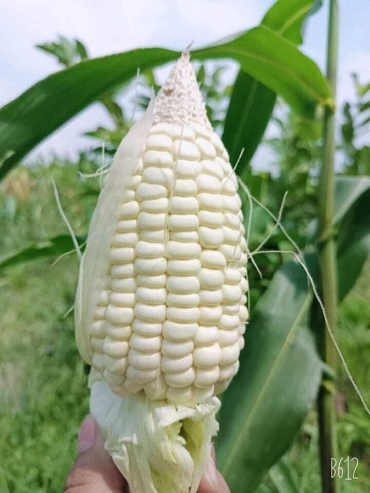 10GR = 30+ PCS WAXY CORN WHITE EXTRA STICK SEEDS , BẮP NẾP NÙ SIÊU DẺO, 糯玉米