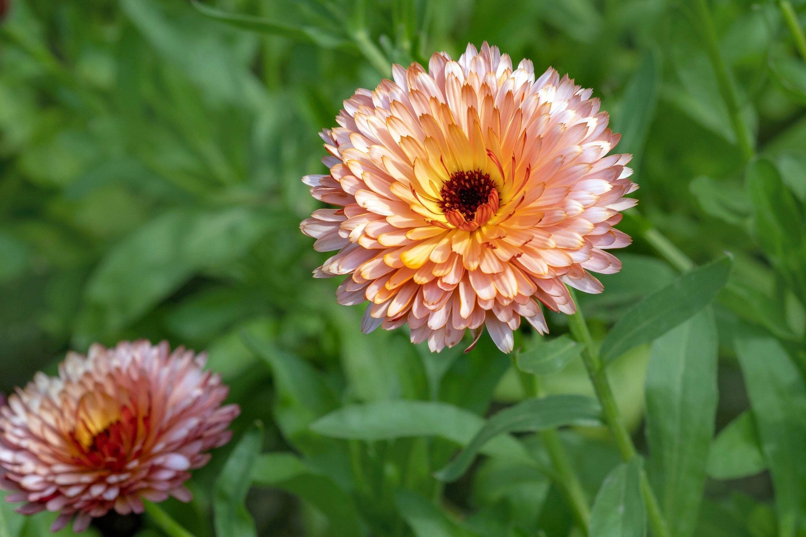 20 ZEOLIGHTS CALENDULA Officinalis MARIGOLD Flower Seeds Coral Peach Pink CombSH
