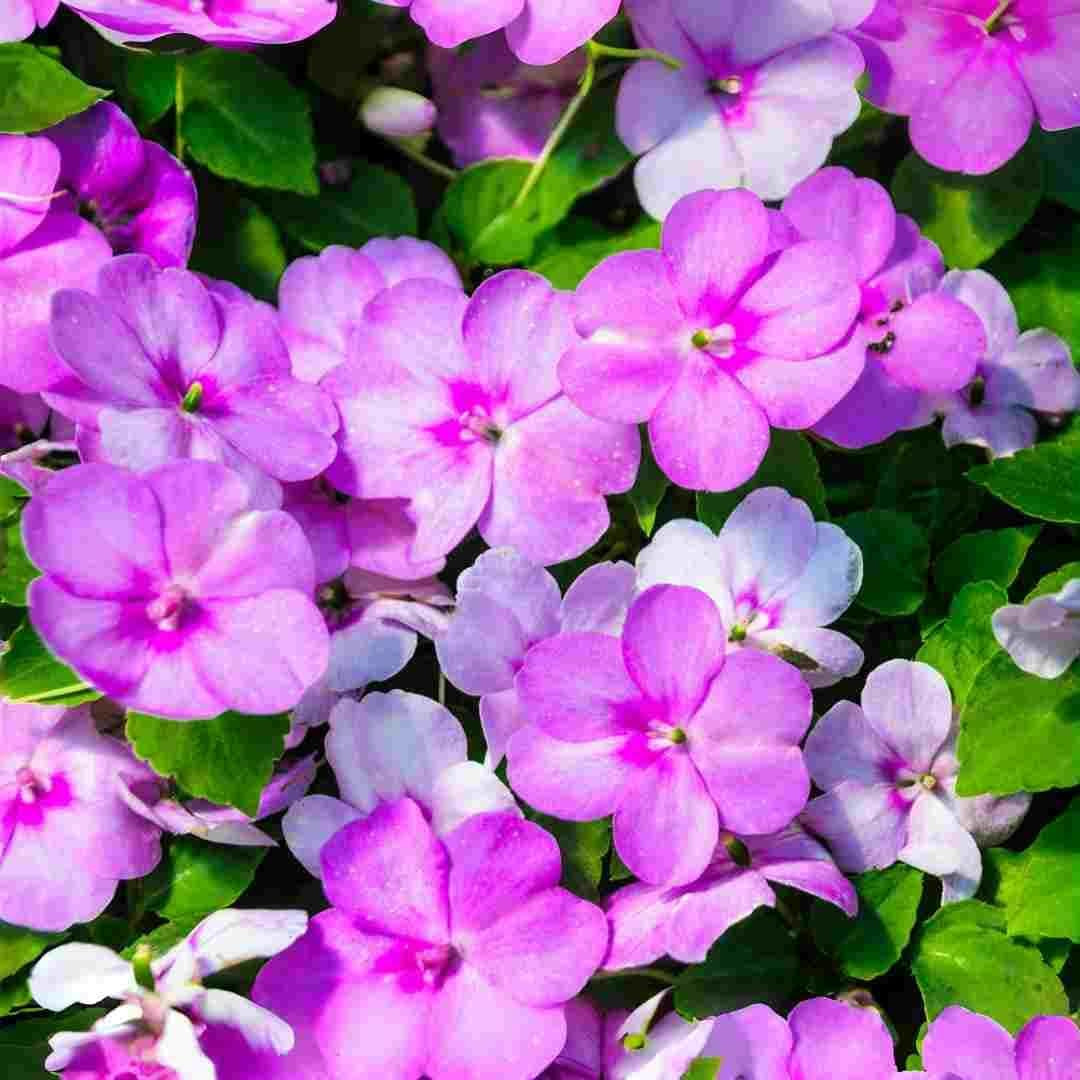 400 Count Mixed Color Impatiens Balsam Flower Seeds – Bright Annual Flowers for