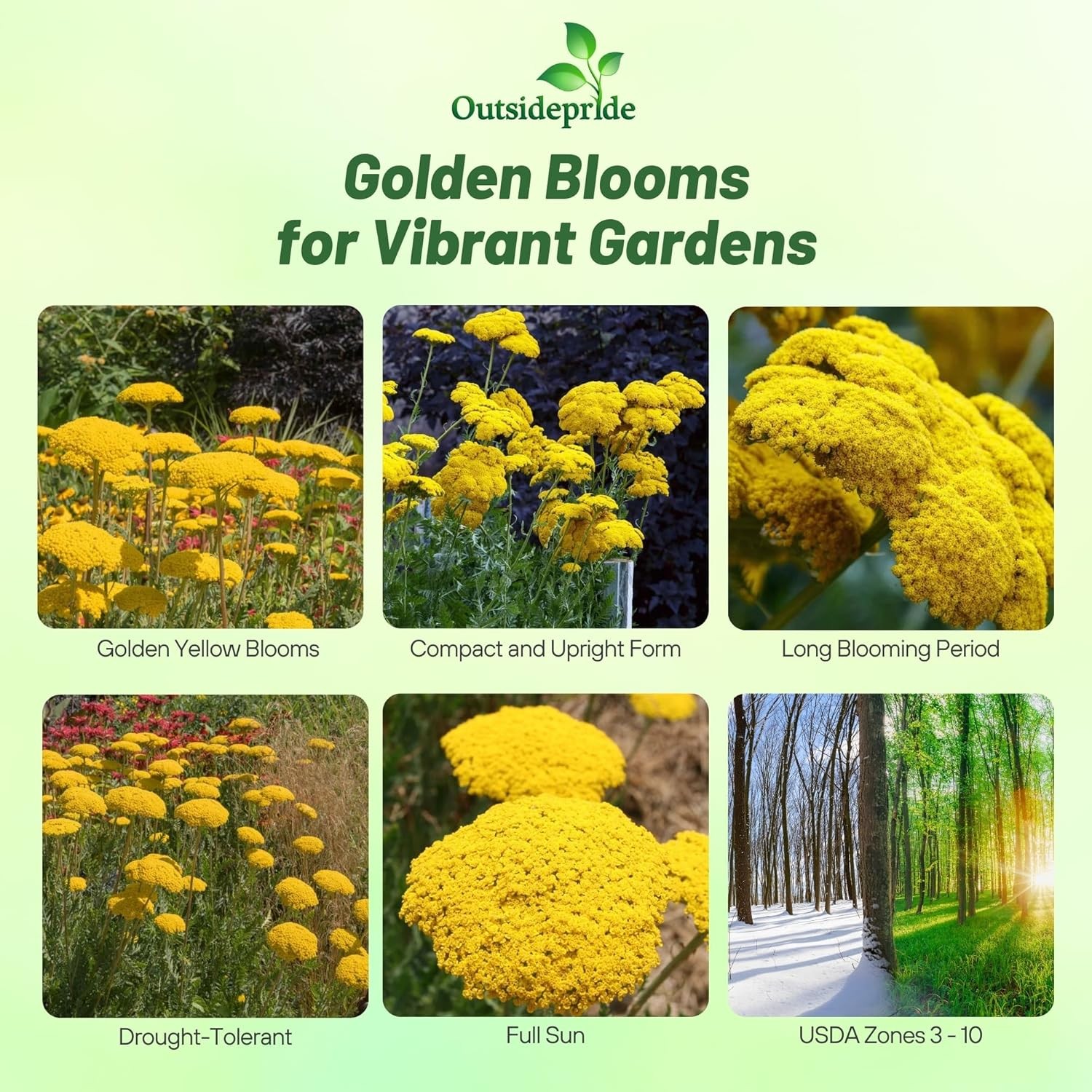 5000 Seeds Achillea Yarrow Fernleaf Parker Drought Resistant Garden Flower