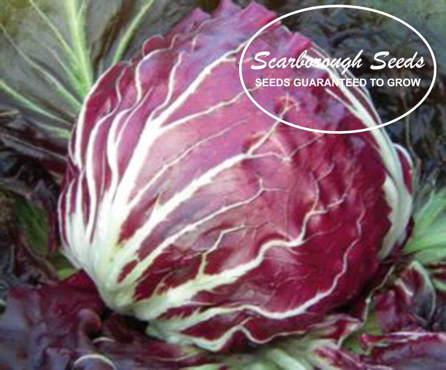 SCARBOROUGH SEEDS RADICCHIO PALLA ROSA 500 SEEDS-HEIRLOOM-NON-GMO-FREE SHIPPING
