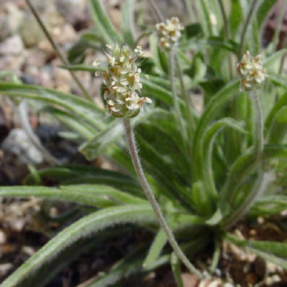 1000 Dark FRENCH PSYLLIUM Plantago Psyllium Herb Flower Flea Seeds
