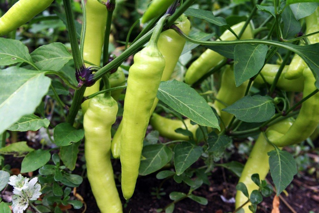 Sweet Banana Pepper Seeds, NON-GMO, Greek Salad, Banana Chili, FREE SHIPPING