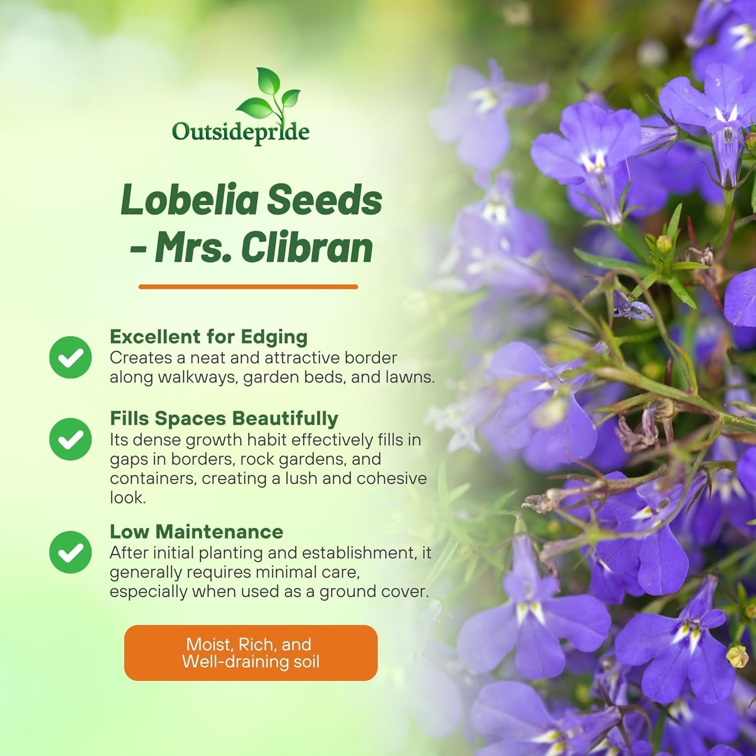 10000 Seeds Lobelia Seeds – Mrs Clibran Lobelia Ground Cover Seed