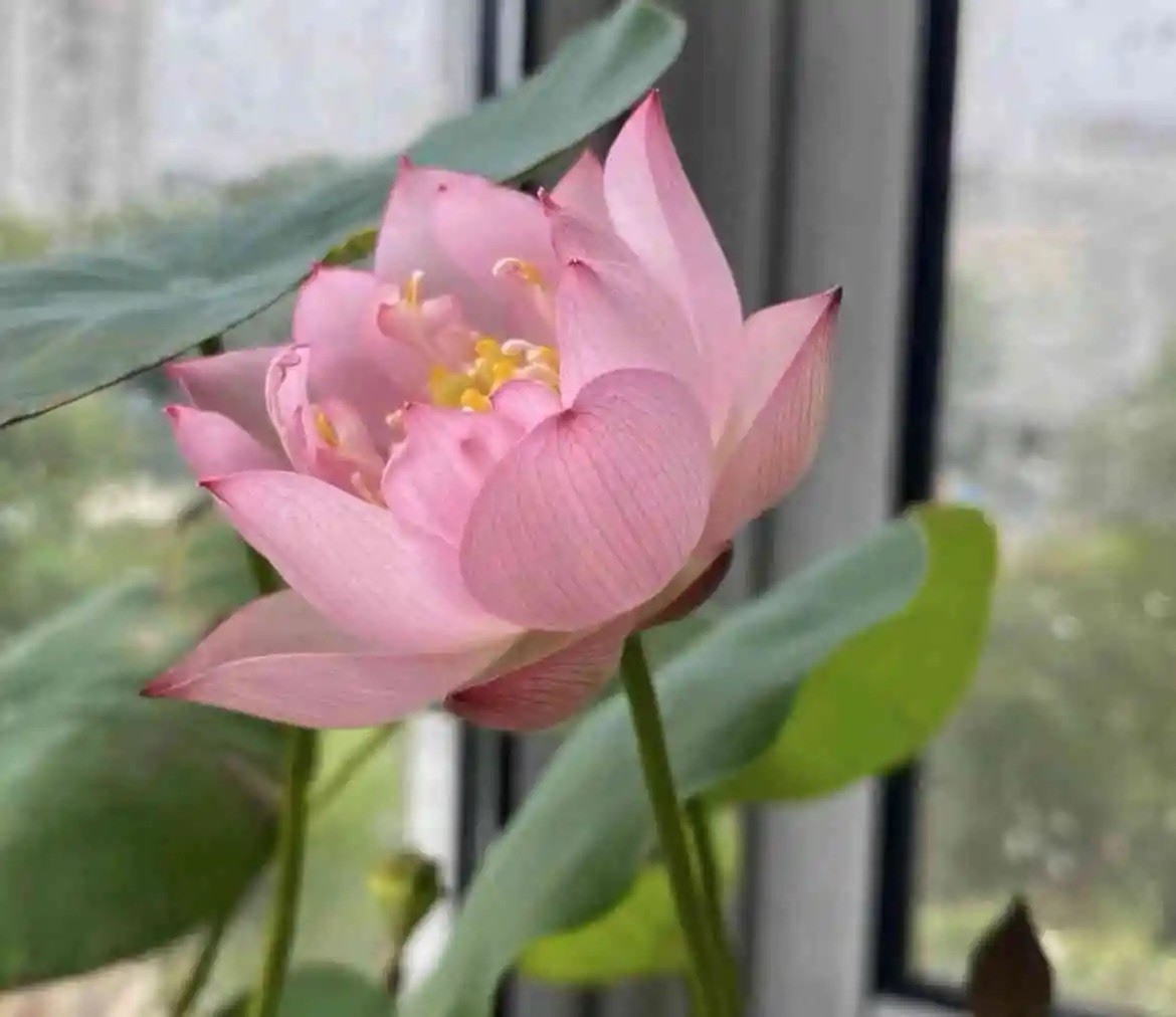 Lotus Seeds – Fast Growing, Easy for Beginners, Beautiful Flowers
