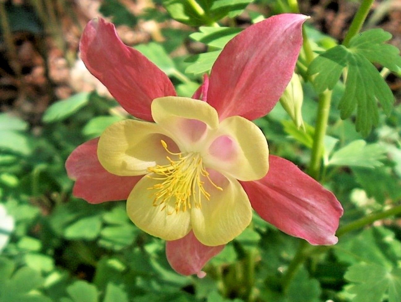 201+COLUMBINE Mix Seeds Perennial Native Wildflower Shade Garden Container Easy
