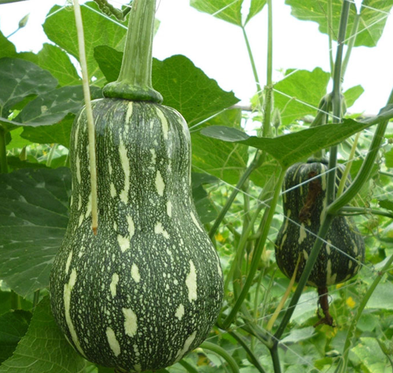 KATORA GOURD, BÍ ĐẬU KAROTA (10 PCS)