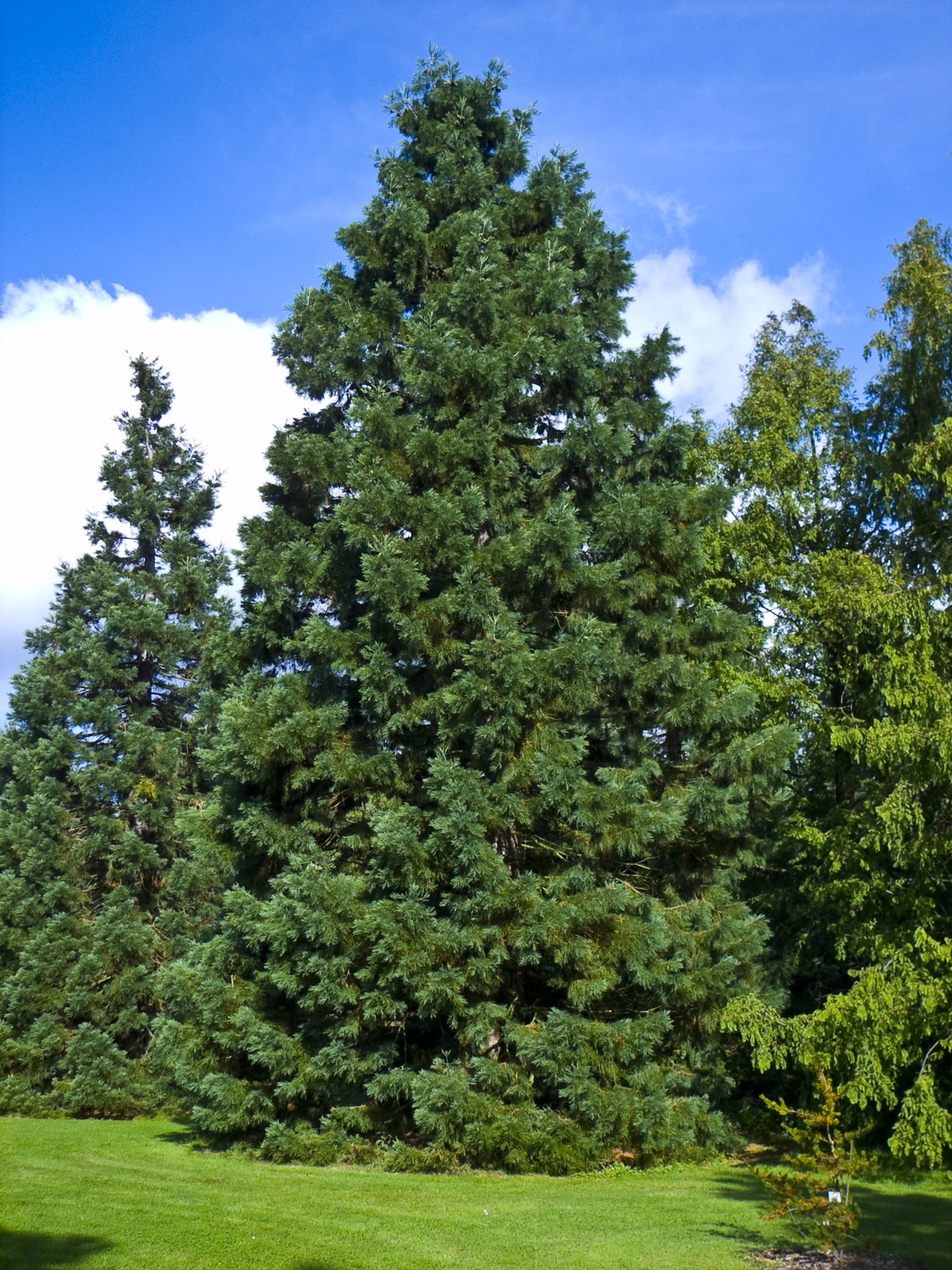 Giant Sequoia, Sequoiadendron giganteum, Tree Seeds (Fast, Evergreen)