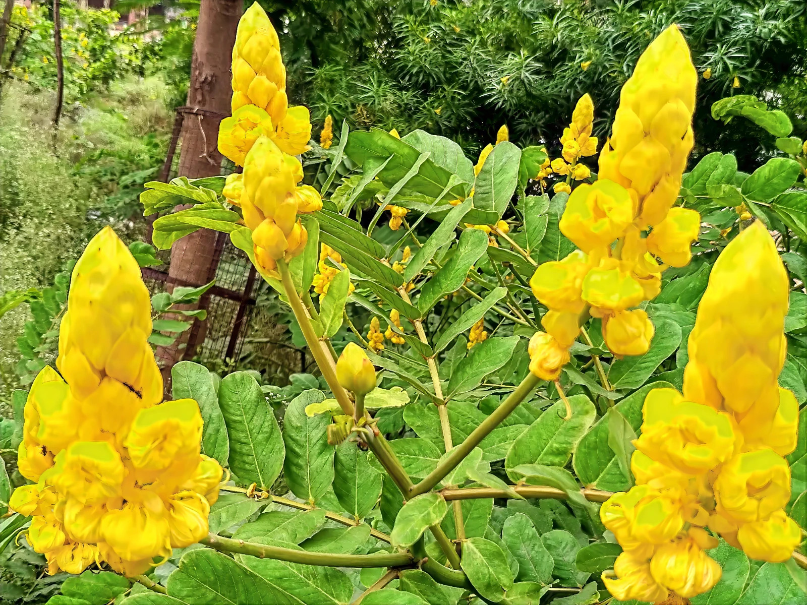 20 CANDLE BUSH SEEDS Cassia Alata Senna Tree Plant “Flowers Attract Butterflies”