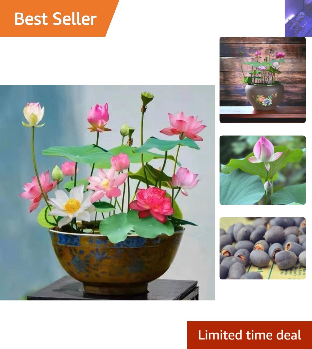 Bonsai Lotus Seeds – Mixed Pink, Red & Green for Elegant Indoor/Outdoor Gardens