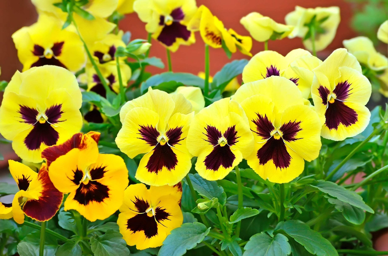 50 YELLOW & BROWN PANSY VIOLA Violet Flower Seeds *Flat S/H