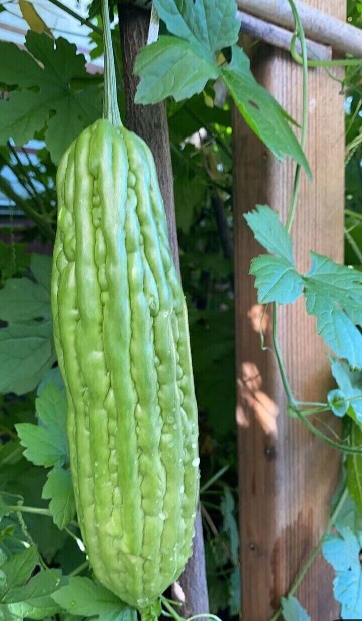 15 Chinese Bitter Melon Vegetable Gourd Squash Seeds 有机苦瓜种子 – Heirloom Variety