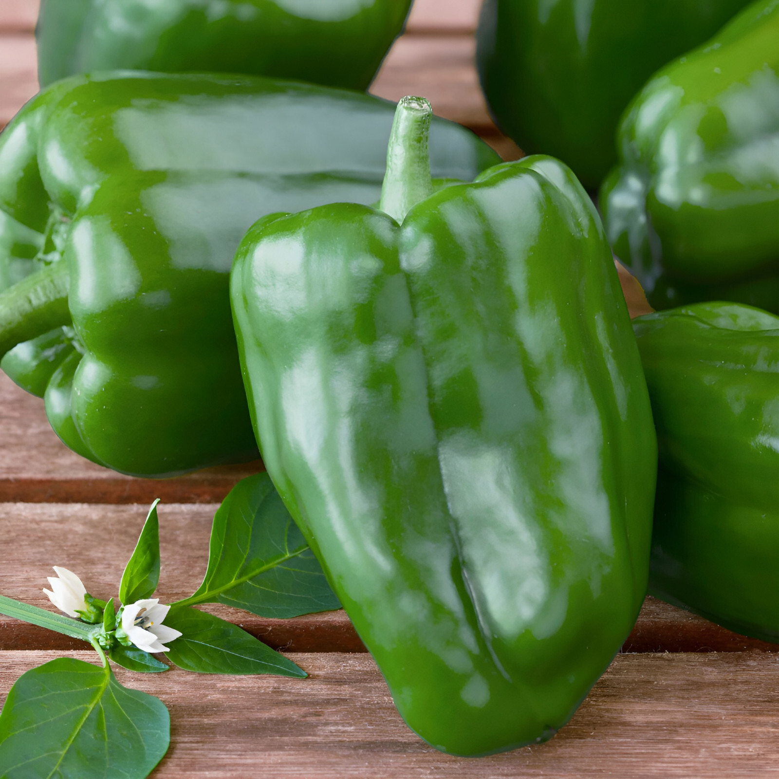 100 Heirloom Keystone Resistant Bell Pepper Seeds – Huge & Disease Resistant
