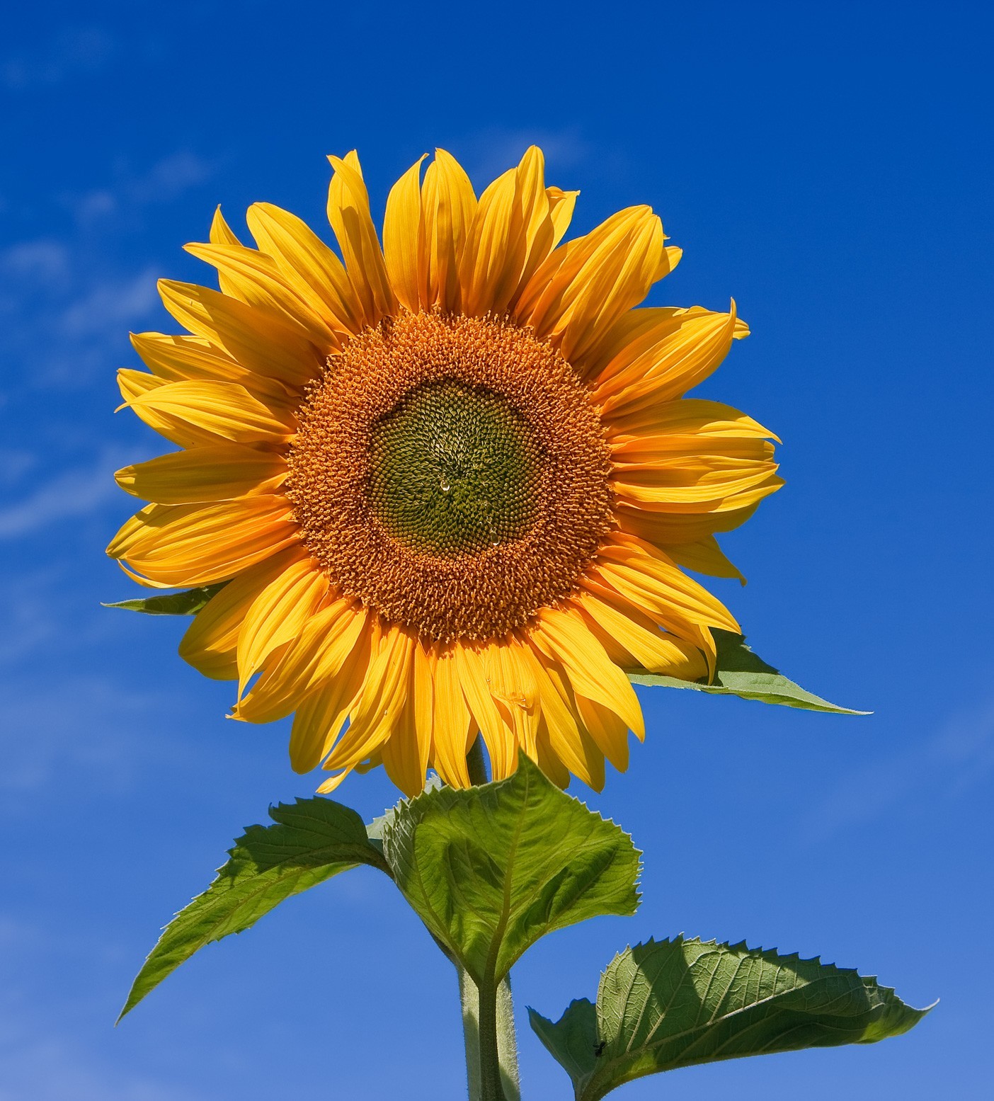 Bad Apples SUN DEATH™ Sunflower Seed Bombs – Celebrate Our Cosmic Executioner!