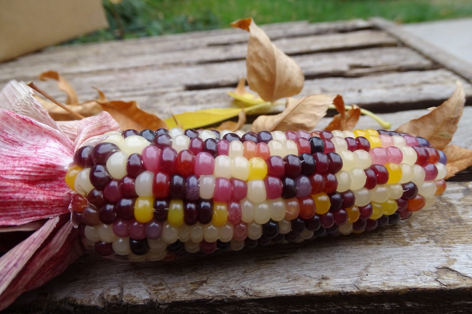 Red Husk Spectrum – Multi-colored popcorn with multiple ears on a stalk